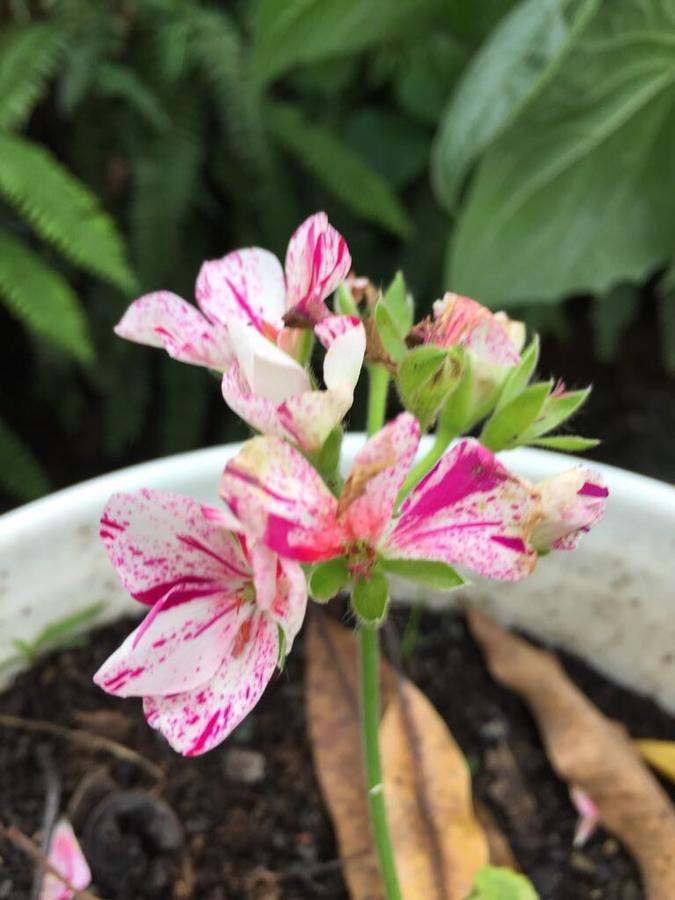 Maranura El Mangal旅舍 外观 照片