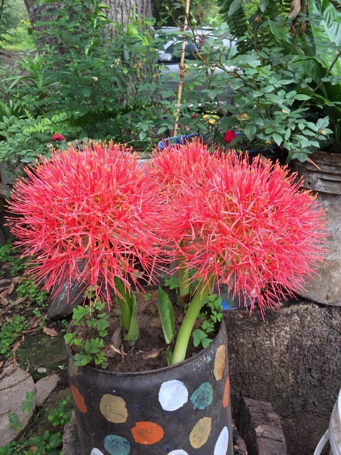 Maranura El Mangal旅舍 外观 照片
