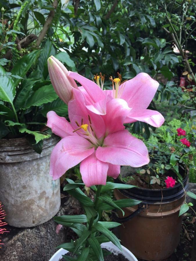 Maranura El Mangal旅舍 外观 照片