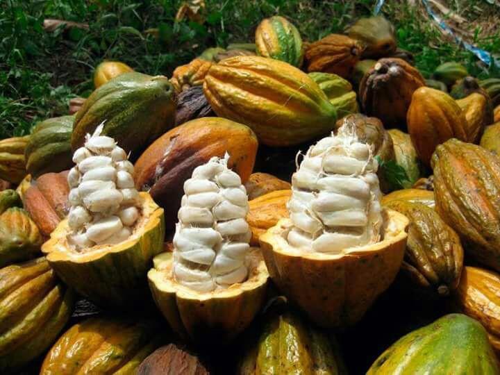 Maranura El Mangal旅舍 外观 照片